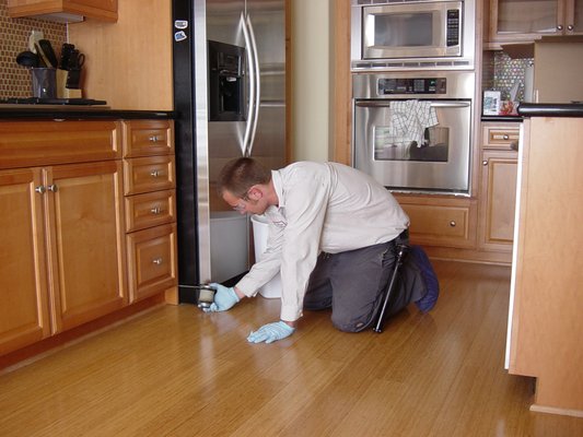 Carpenter Ant Control NJ