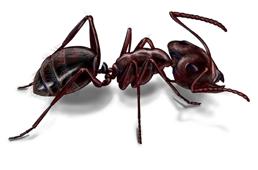 Carpenter Ant NJ
