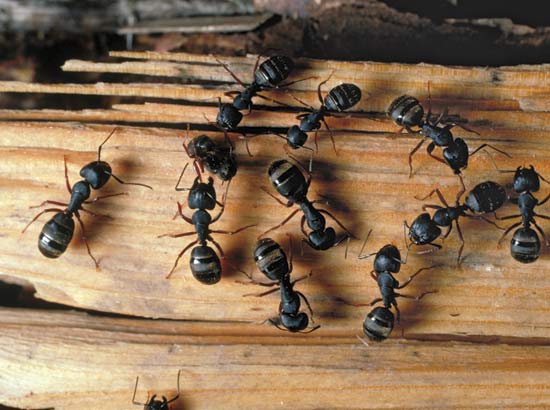Carpenter Ant nest NJ
