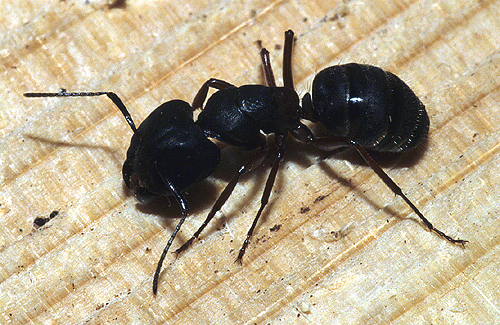 Carpenter Ant Specialist NJ