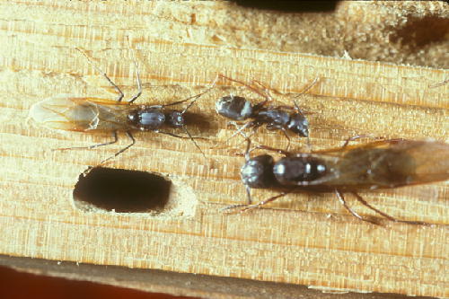 Carpenter Ant swarm NJ