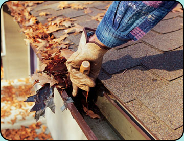 Carpenter Ant prevention NJ