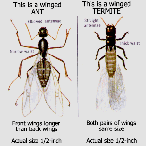 Carpenter Ants NJ Pest Control