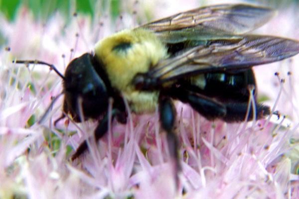Carpenter Bees