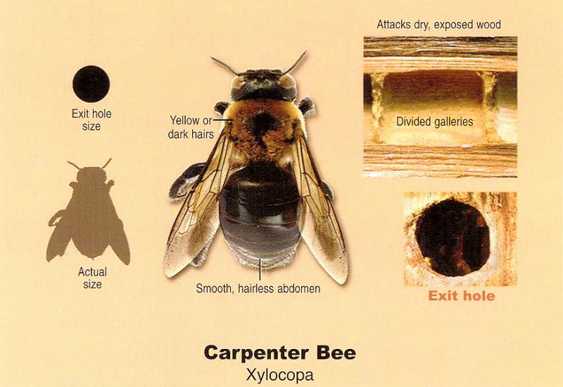 Carpenter Bees NJ