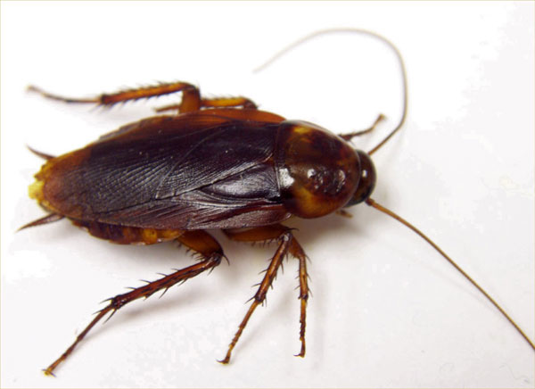 Cockroaches