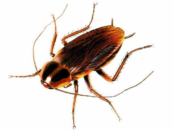 German Cockroach NJ