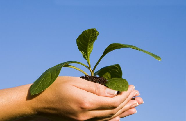 Organic Pest Control NJ