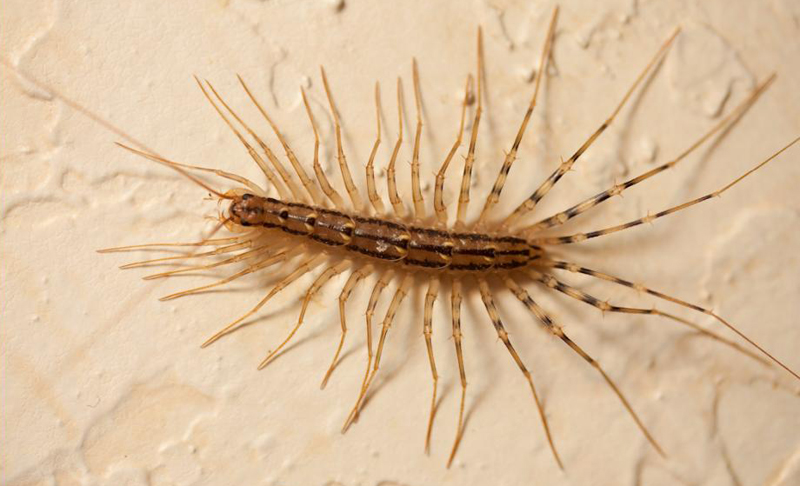 House Centipede NJ
