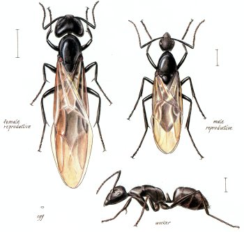 NJ Carpenter Ants