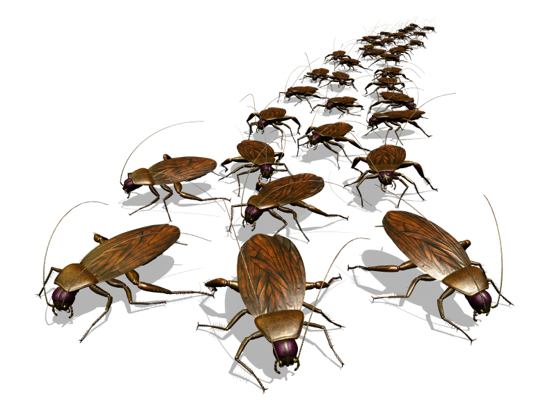 Roach Pest Control NJ