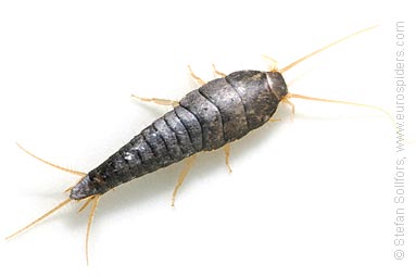 Silverfish NJ
