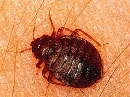 Bed Bugs NJ