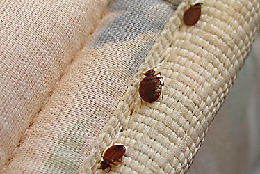 Bed Bugs Treatment NJ
