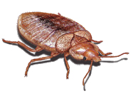 NJ bed bug exterminator