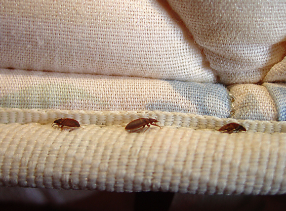 NJ Bed Bugs