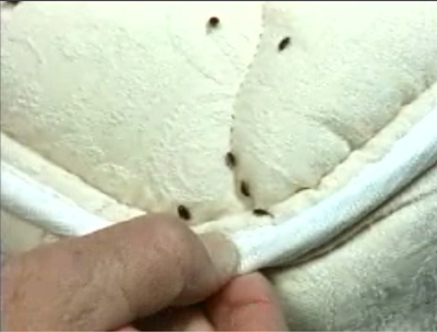 Bed Bug Control NJ