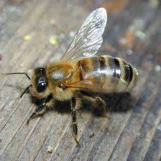 Bees NJ