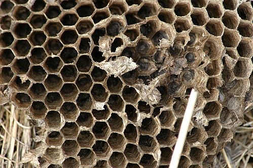 Bee Nest NJ