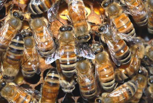 Bees