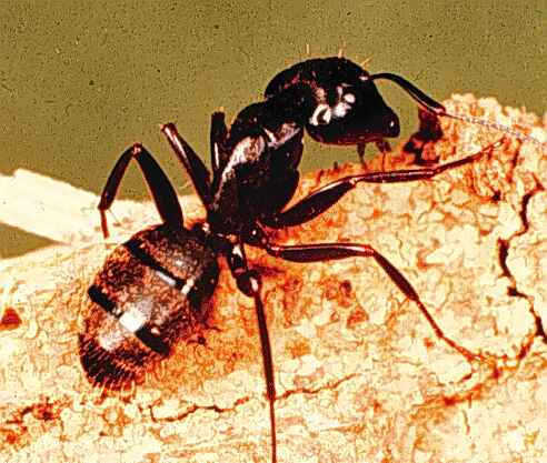 Carpenter Ants NJ