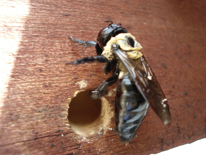 Carpenter Bee NJ