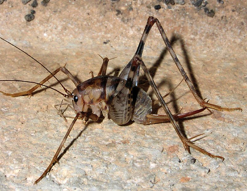 Cave Cricket