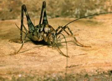 Cave Crickets NJ