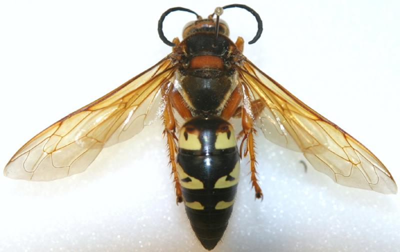 Cicada Killer Wasp