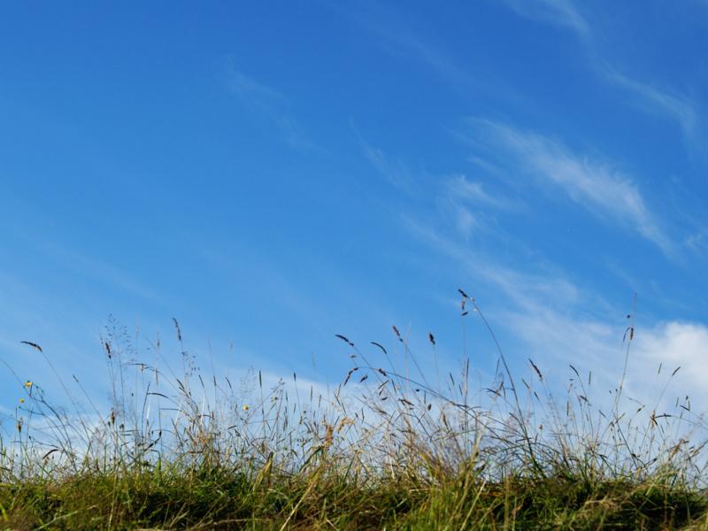 Green Pest Control NJ
