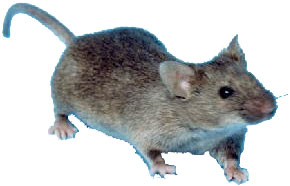 Mice