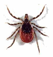 Organic Tick Control NJ