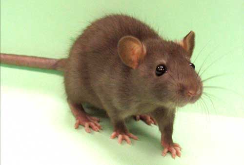 Rats