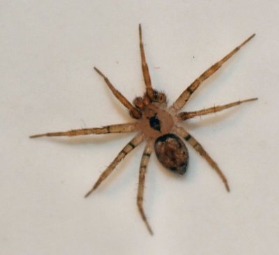 Spiders