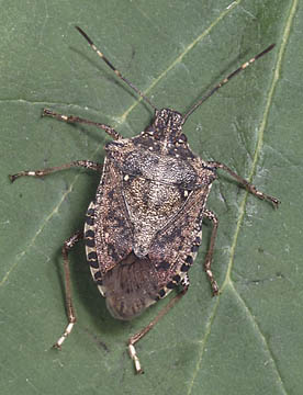Stink Bugs NJ