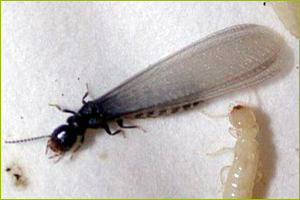 Termites NJ