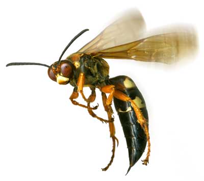 Wasp NJ