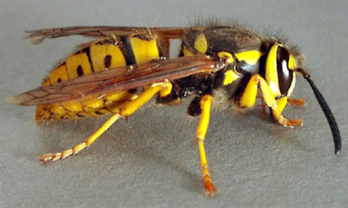 Yellow Jackets